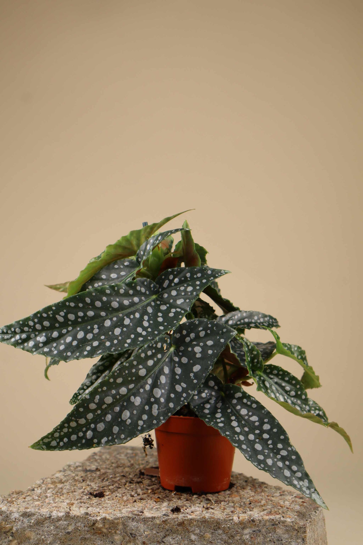Forellbegonia 'Begonia maculata'