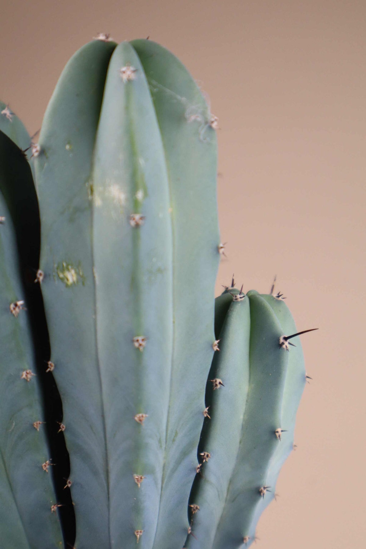 Myrtillocactus geometrizans 'Blueberry Cactus'