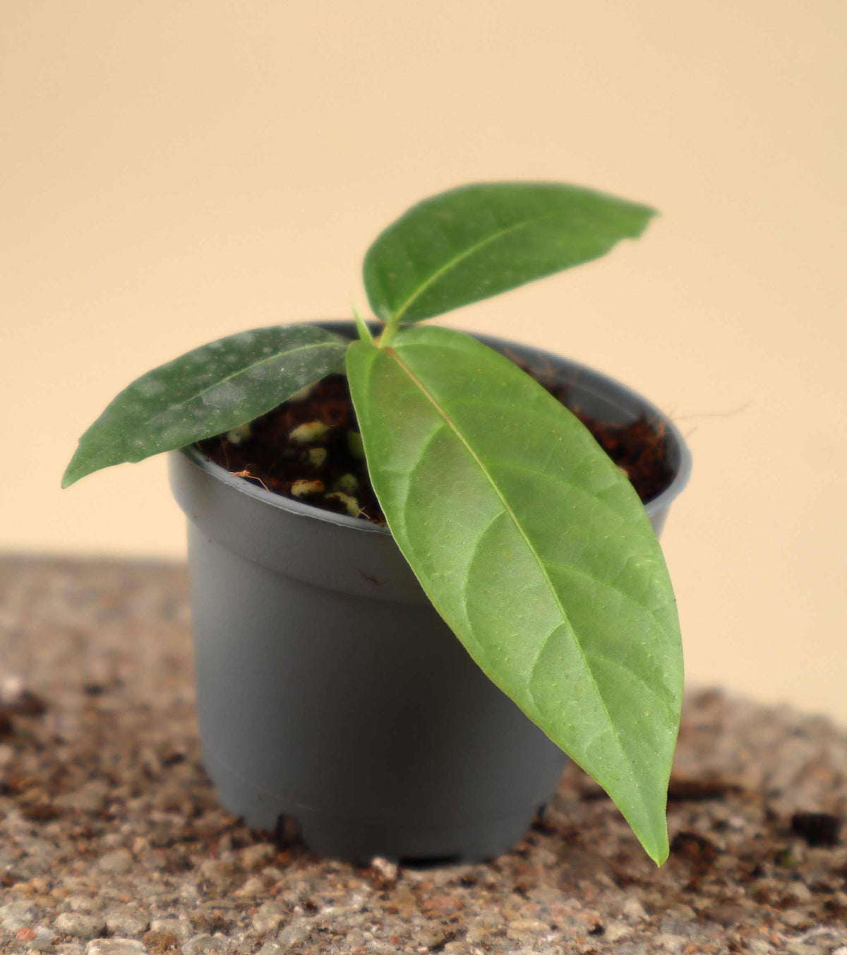 Ficus dammaropsis | Världens största fikon