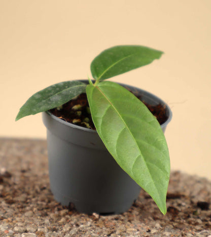 Ficus dammaropsis | Världens största fikon