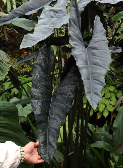 Alocasia princeps