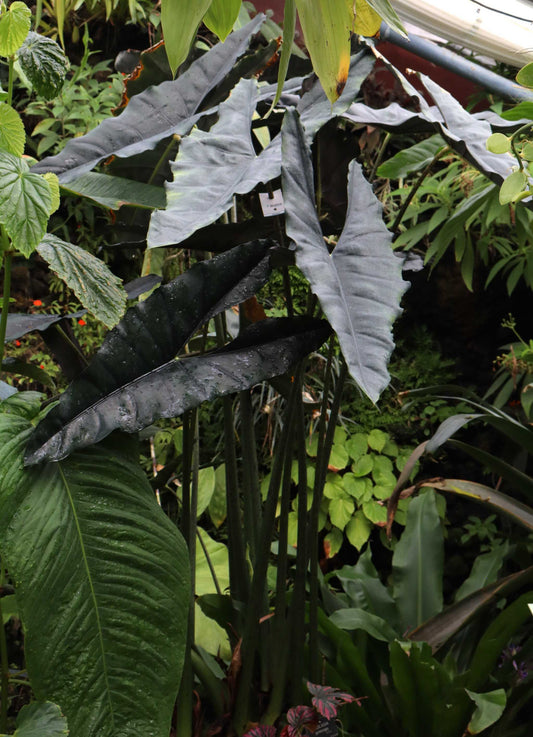 Alocasia princeps