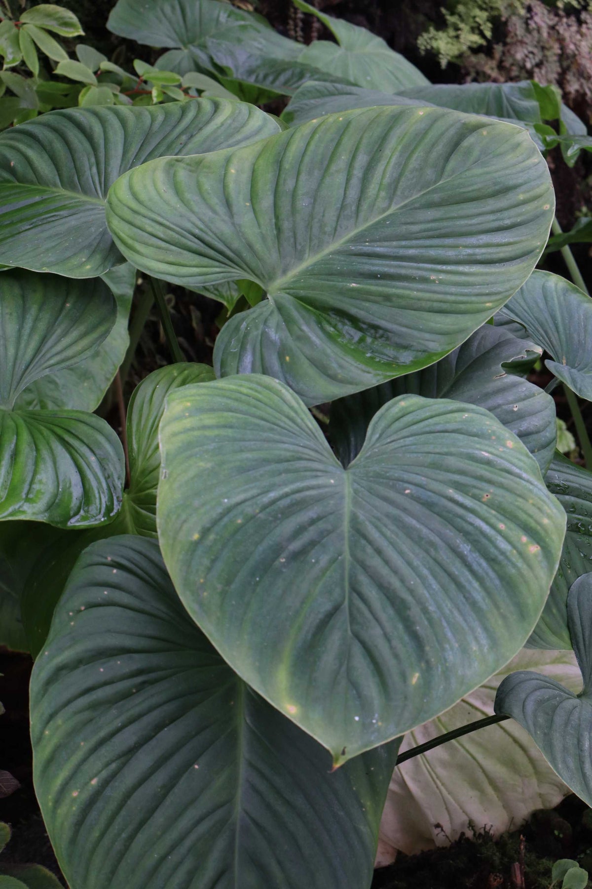 Philodendron grandipes