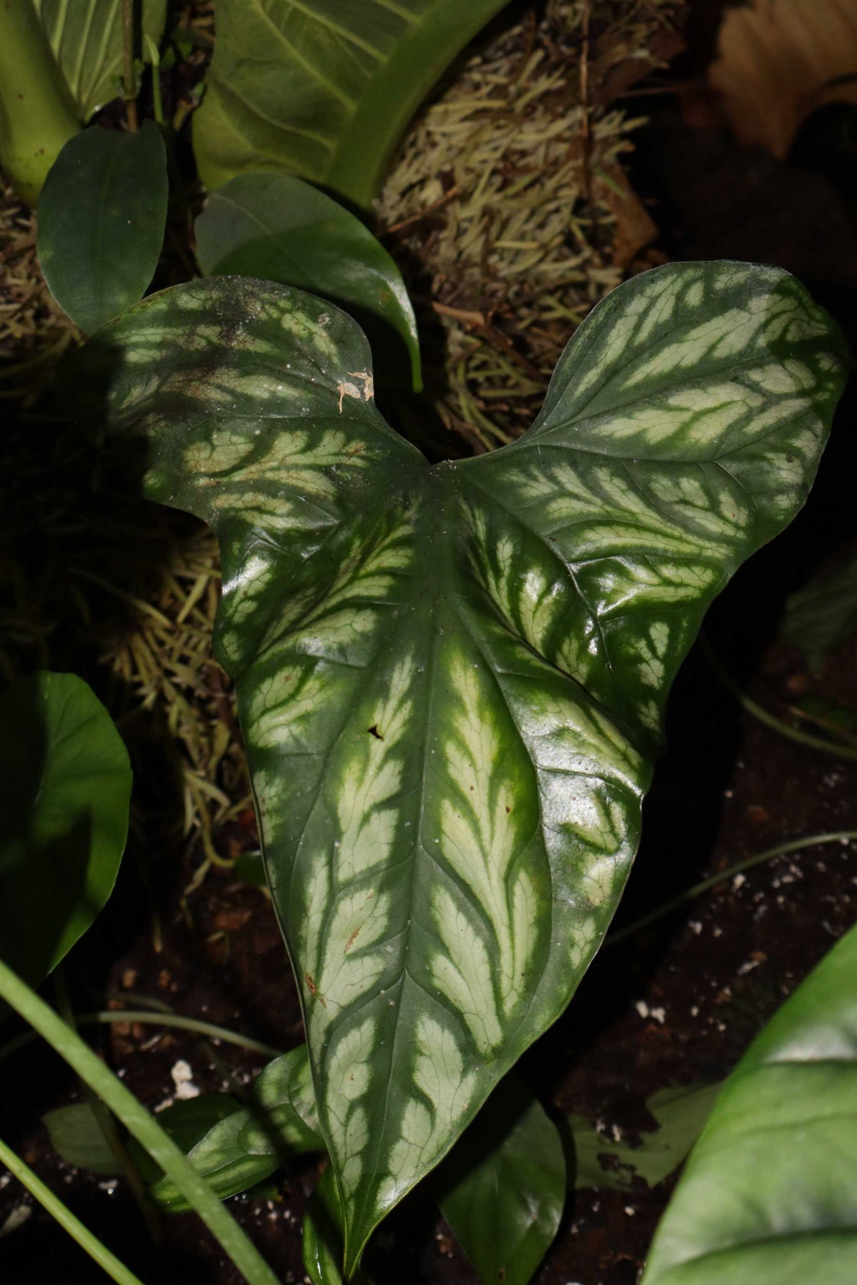 Cercestis mirabilis