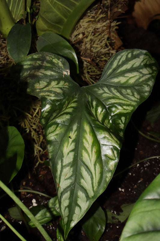 Cercestis mirabilis