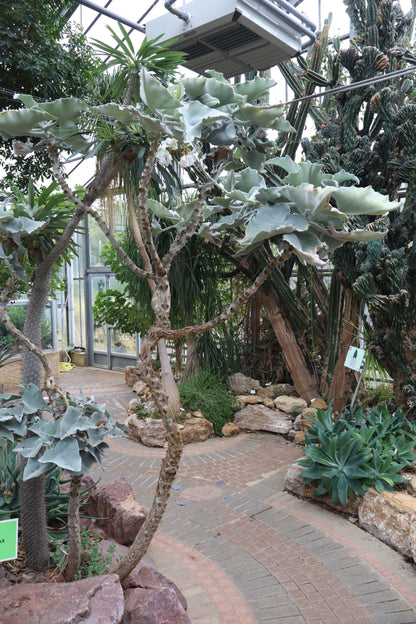 Kalanchoe beharensis 'Elefantenohr-Kalanchoe'