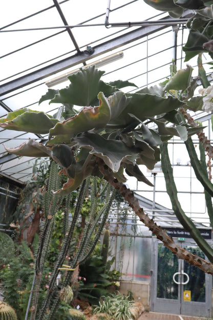 Kalanchoe beharensis 'Elefantenohr-Kalanchoe'