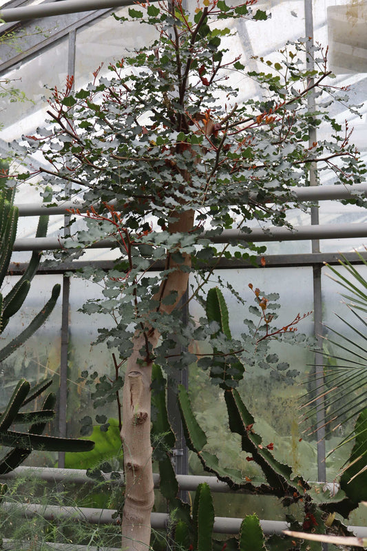 Johannesbröd (Carob)