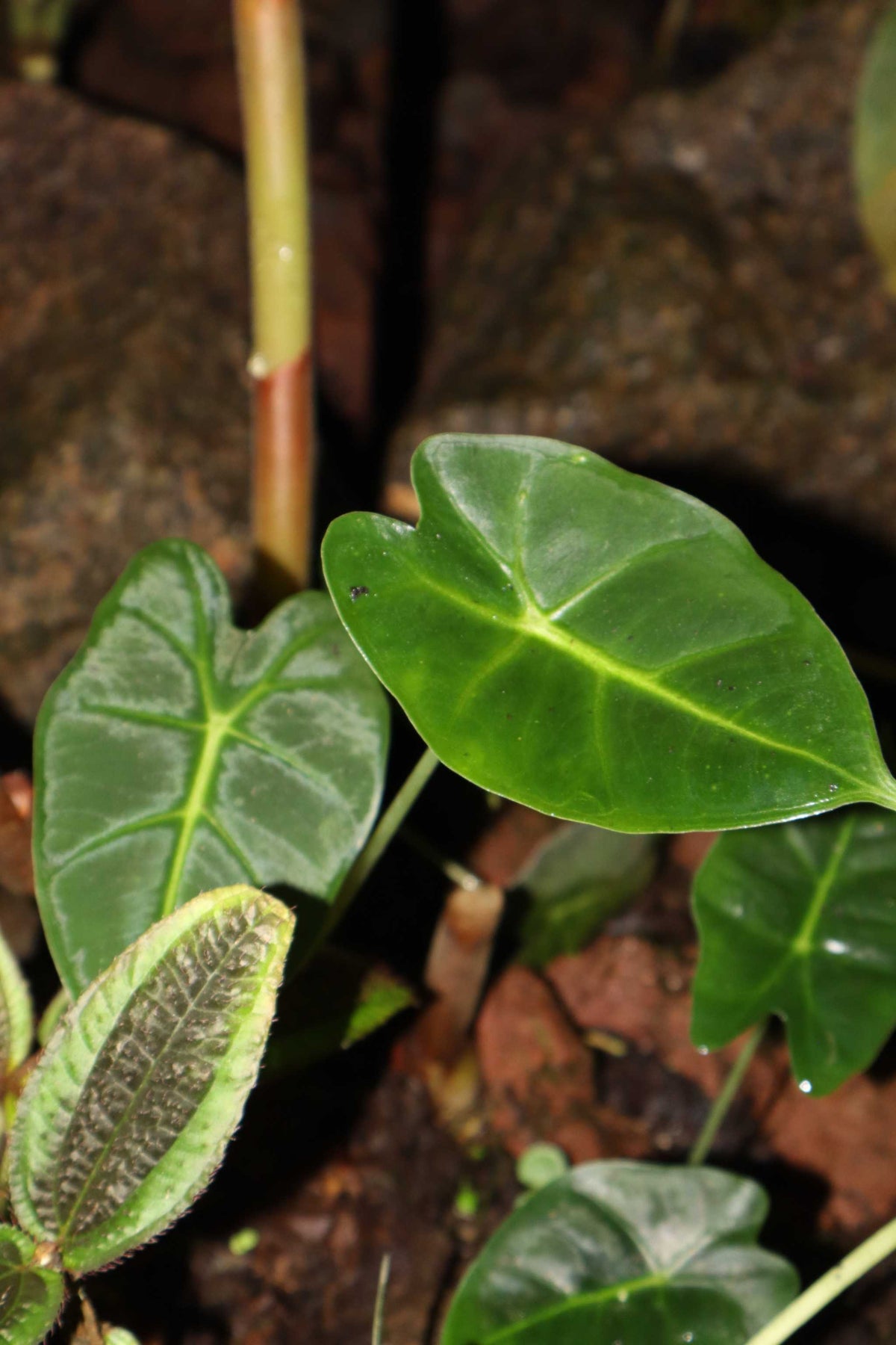Alocasia micholitziana 'Frydek'