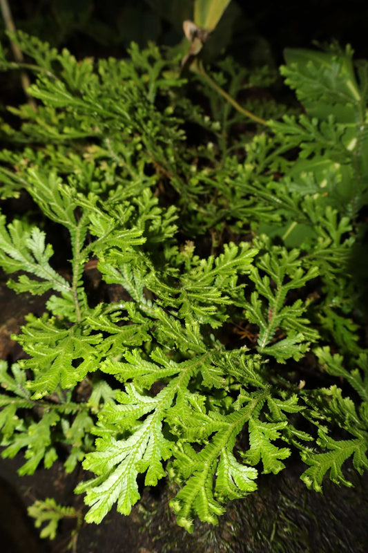Selaginella martensii