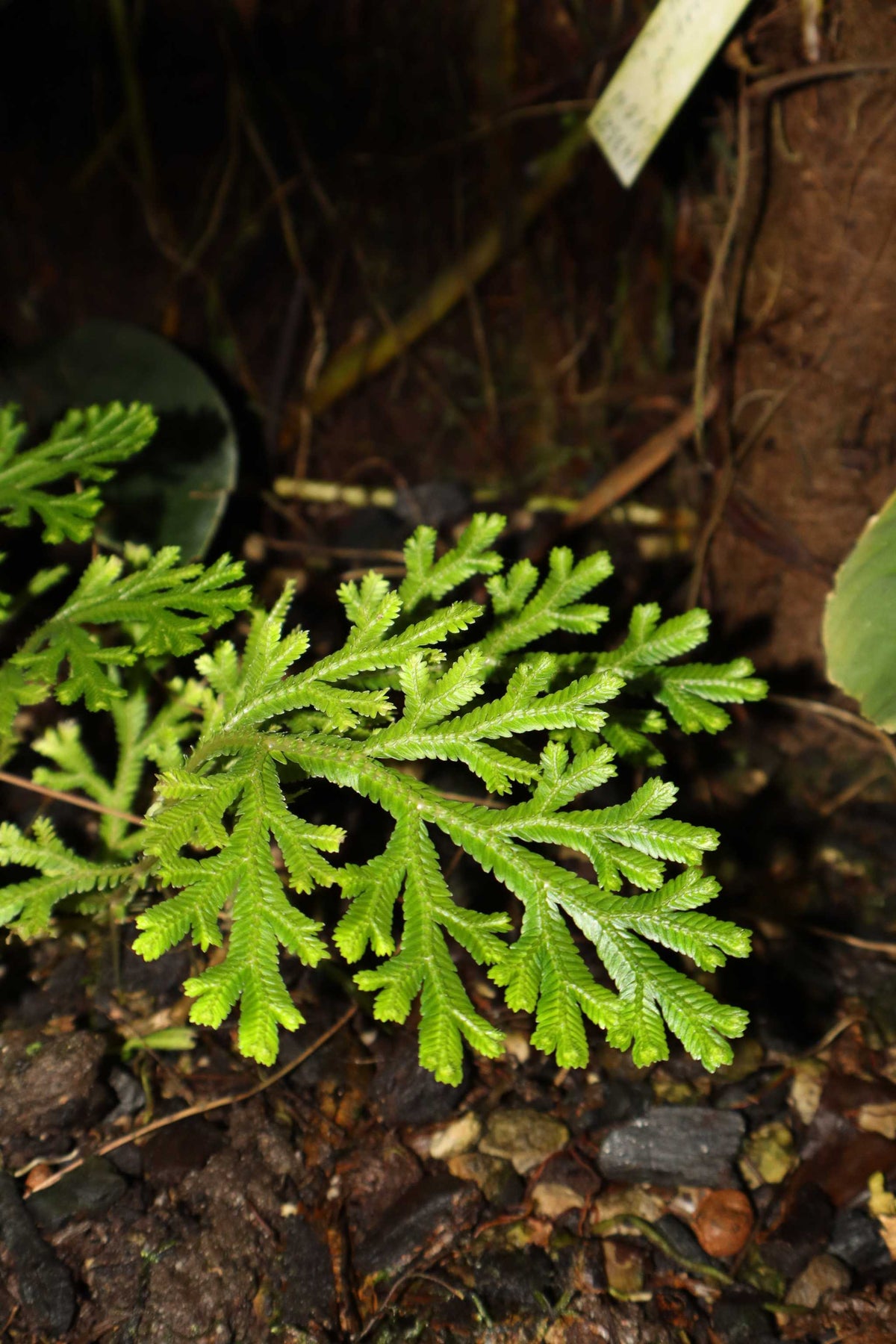 Selaginella martensii