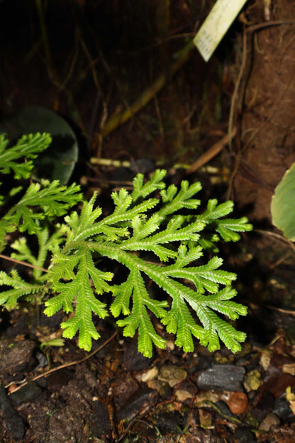 Selaginella martensii