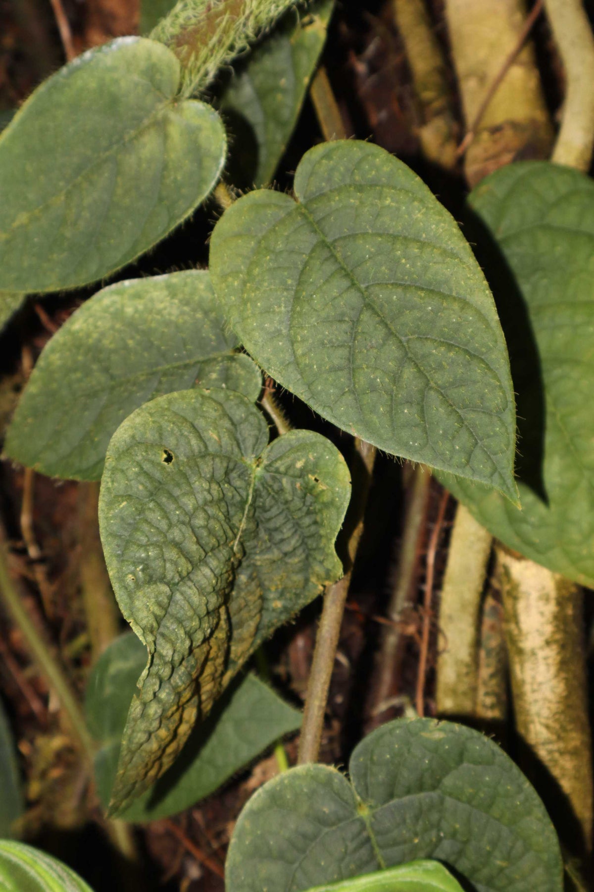 Ficus villosa