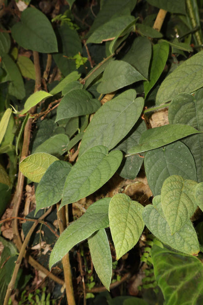 Ficus villosa