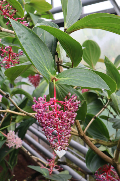 Medinilla magnifica | Rose Grape