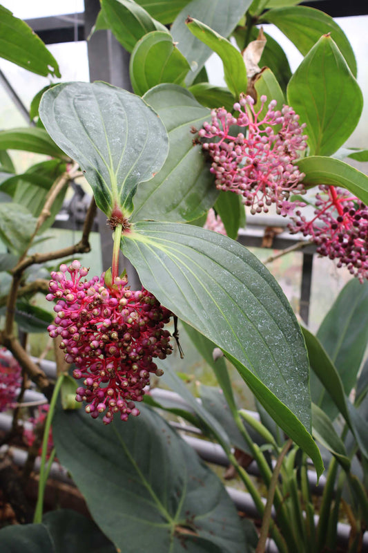 Medinilla magnifica | Rosenskärm