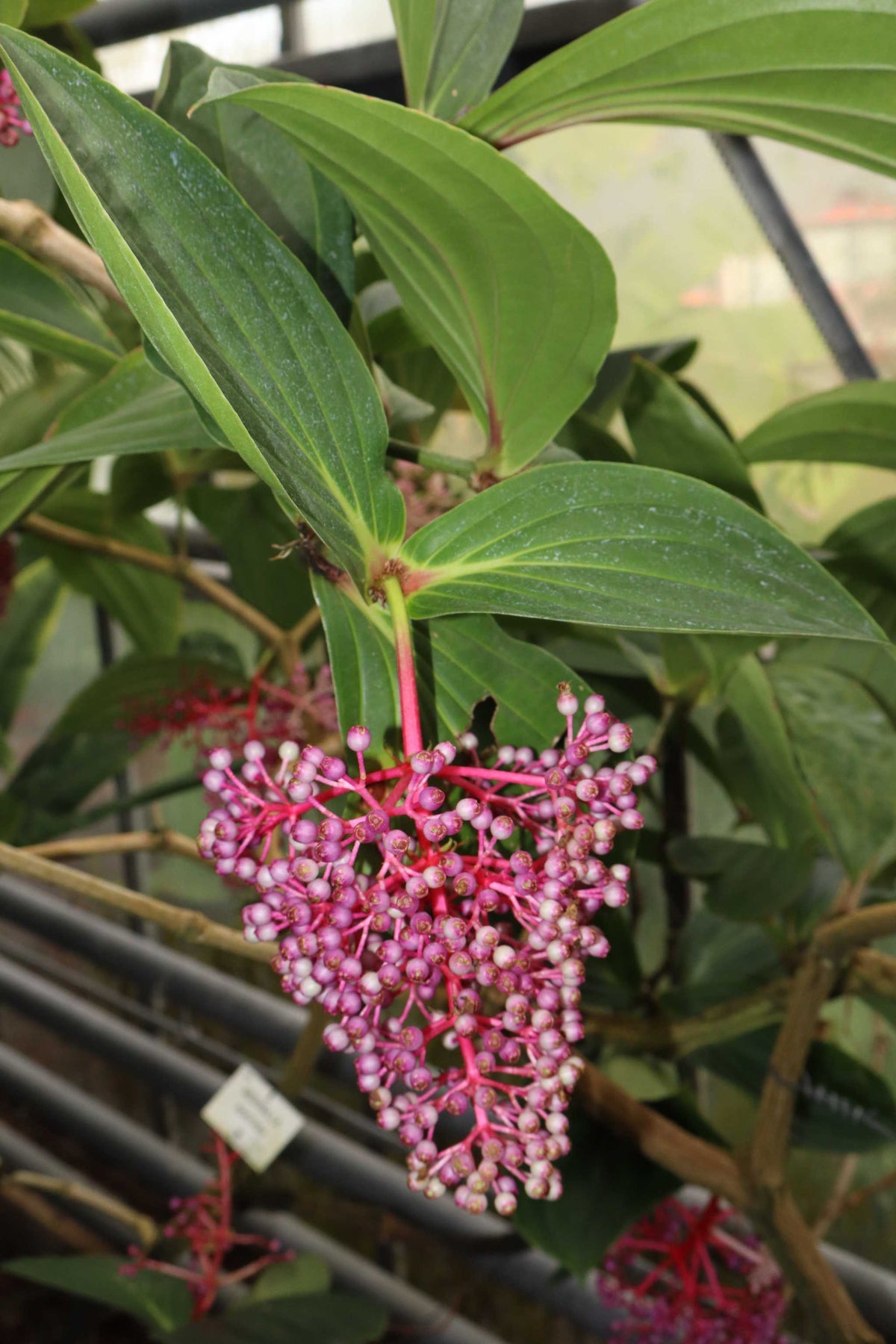Medinilla magnifica | Rose Grape