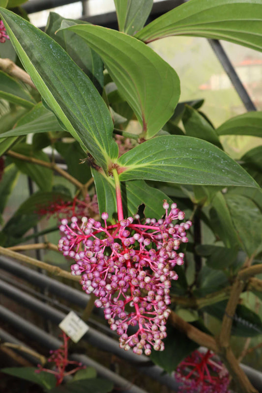 Medinilla magnifica | Rosenskärm