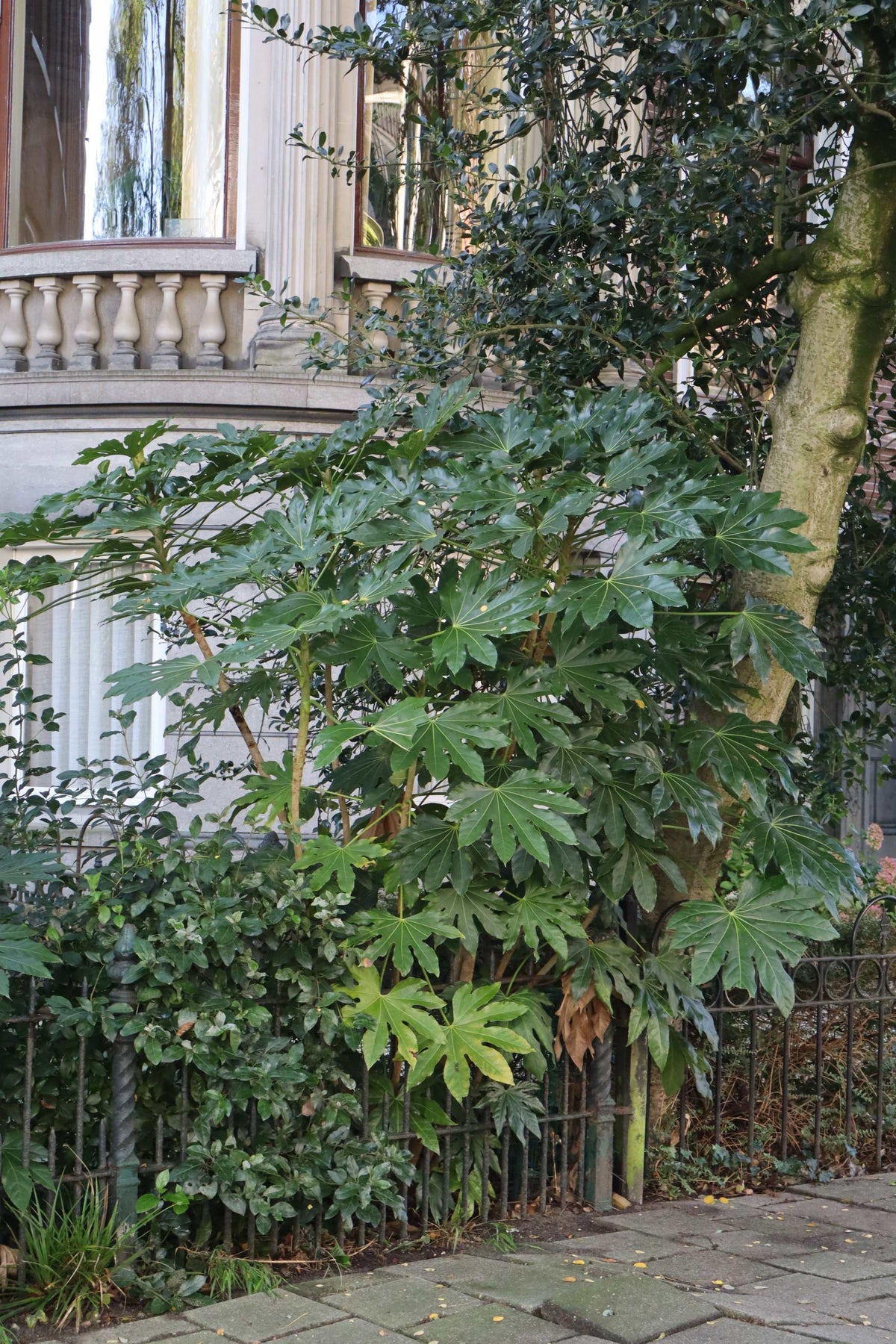 Fatsia japonica | Cold-hardy Aralia