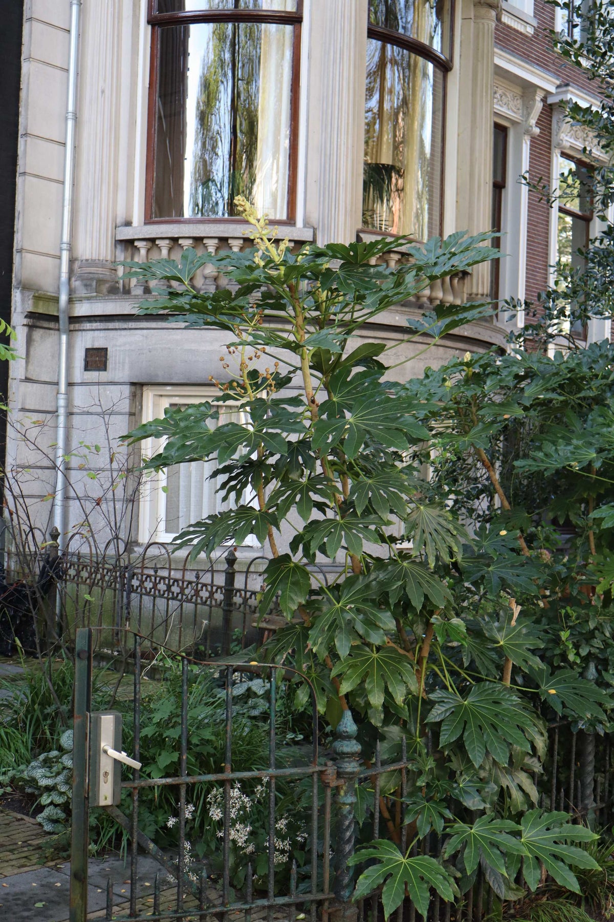 Fatsia japonica | Cold-hardy Aralia