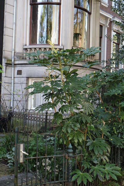 Fatsia japonica | Cold-hardy Aralia