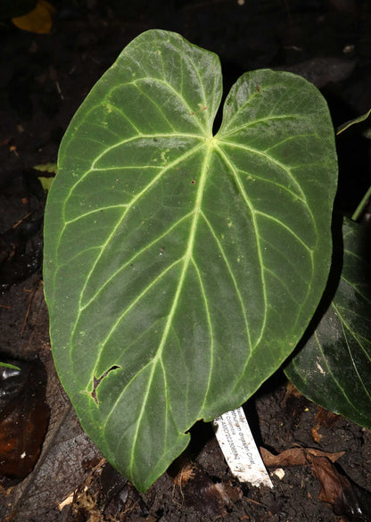 Anthurium dressleri