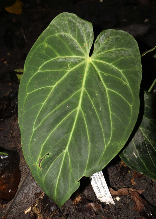 Anthurium dressleri