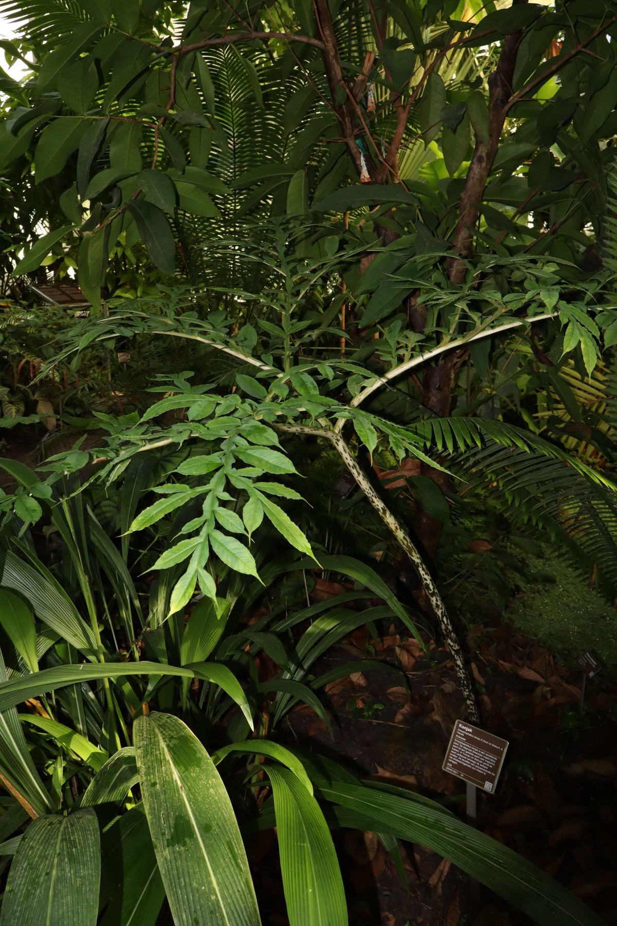 Amorphophallus konjac 'Konjaknölkalla'