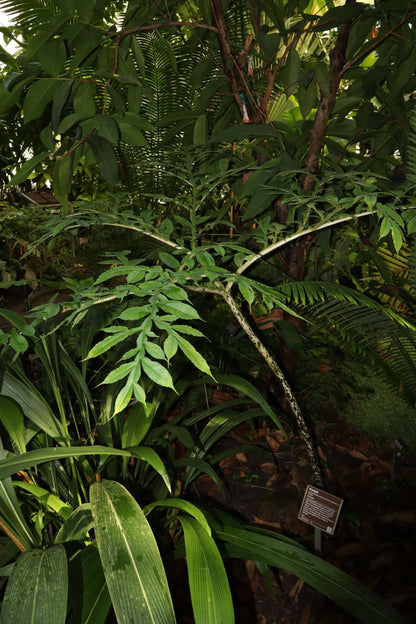Amorphophallus konjac 'Konjaknölkalla'