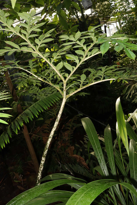 Amorphophallus konjac 'Konjakknölkalla'