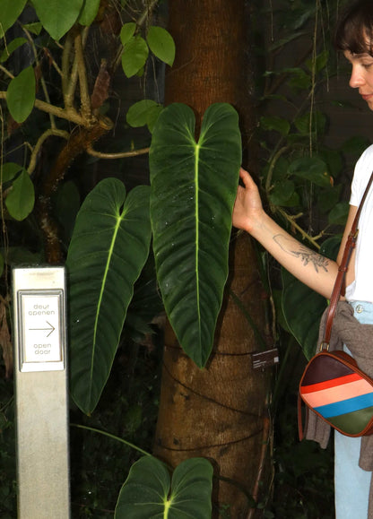 Philodendron Esmeraldense