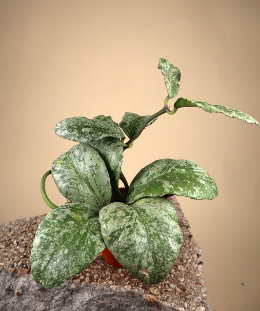 Hoya waymaniae 'kapuas'