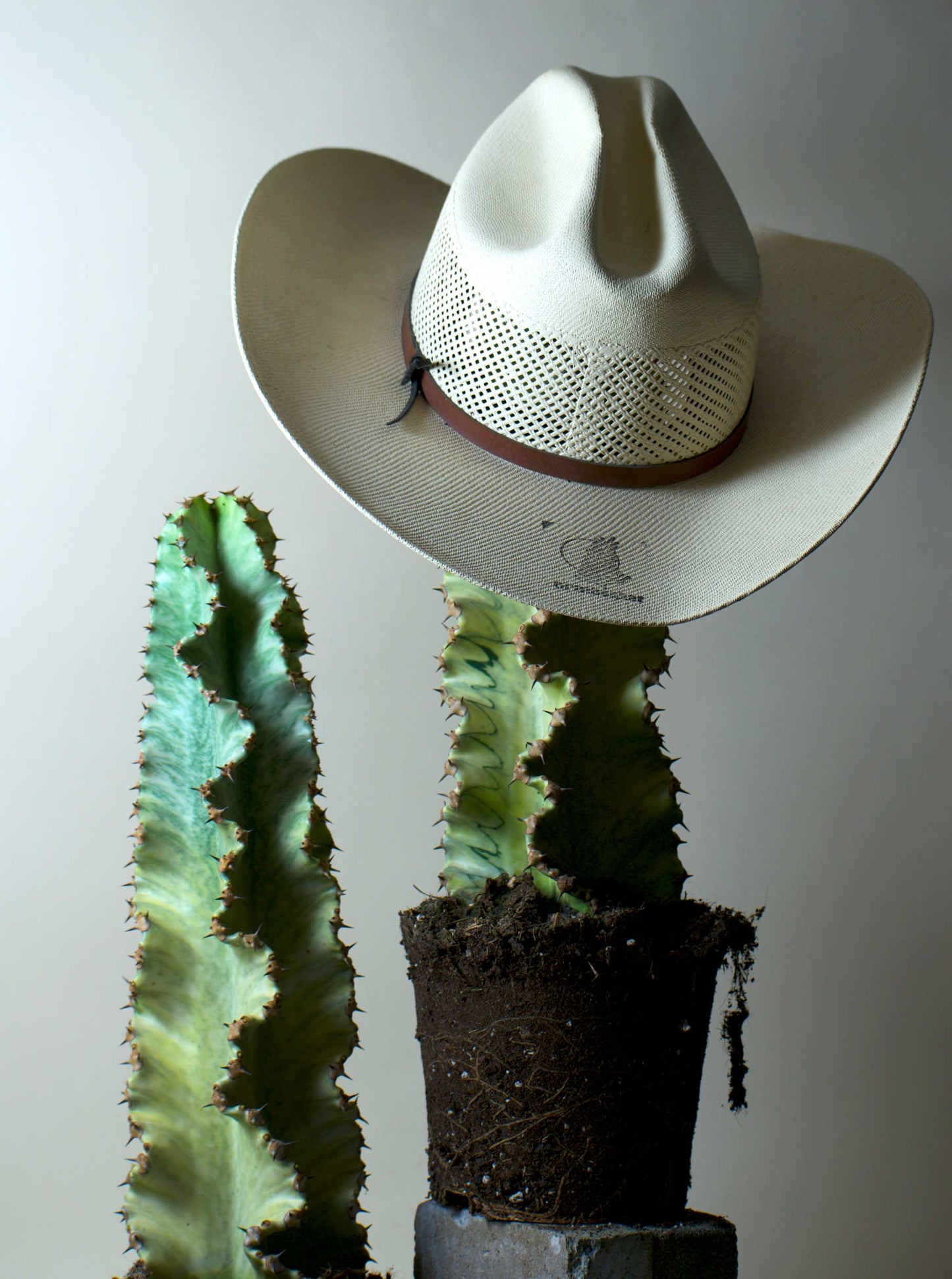 Euphorbia ingens 'Variegata' (Kaktuseuphorbia)