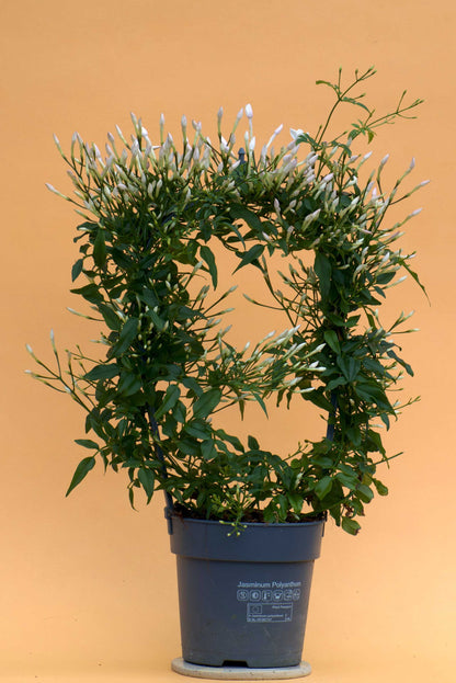 Vippjasmin 'Jasminum polyanthum'