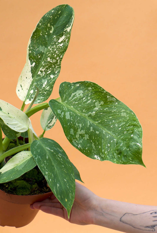 Philodendron 'Jose Buono'