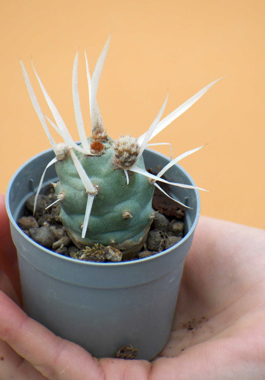 Tephrocactus articulatus