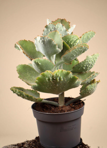 Kalanchoe beharensis 'Kamelhårskalankoe'