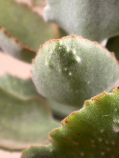Kalanchoe beharensis 'Kamelhårskalankoe'