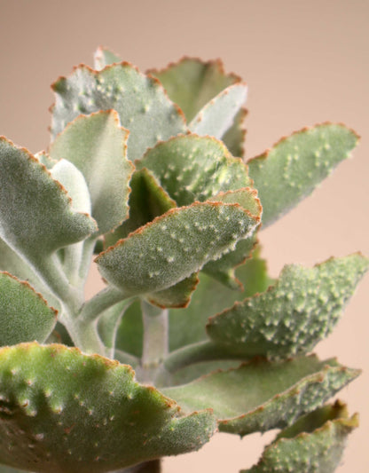 Kalanchoe beharensis 'Kamelhårskalankoe'