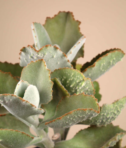 Kalanchoe beharensis 'Kamelhårskalankoe'