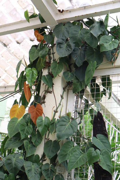 Philodendron hederaceum (klätterkalla)