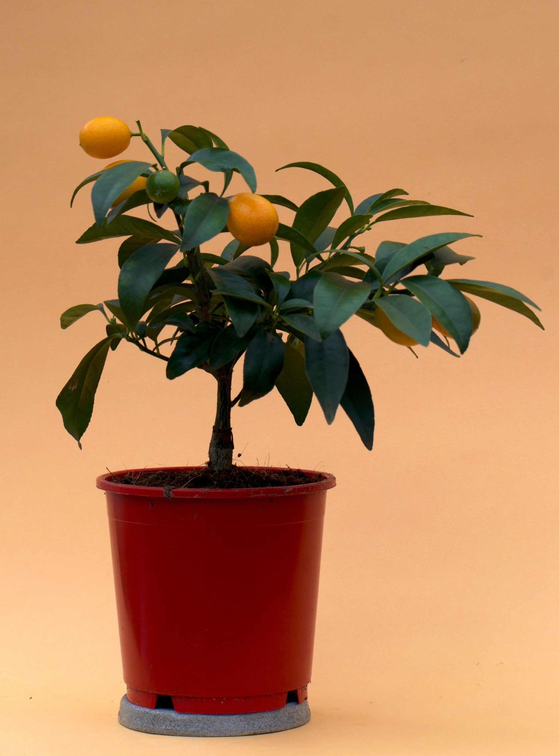 Kumquat (citrus japonica)
