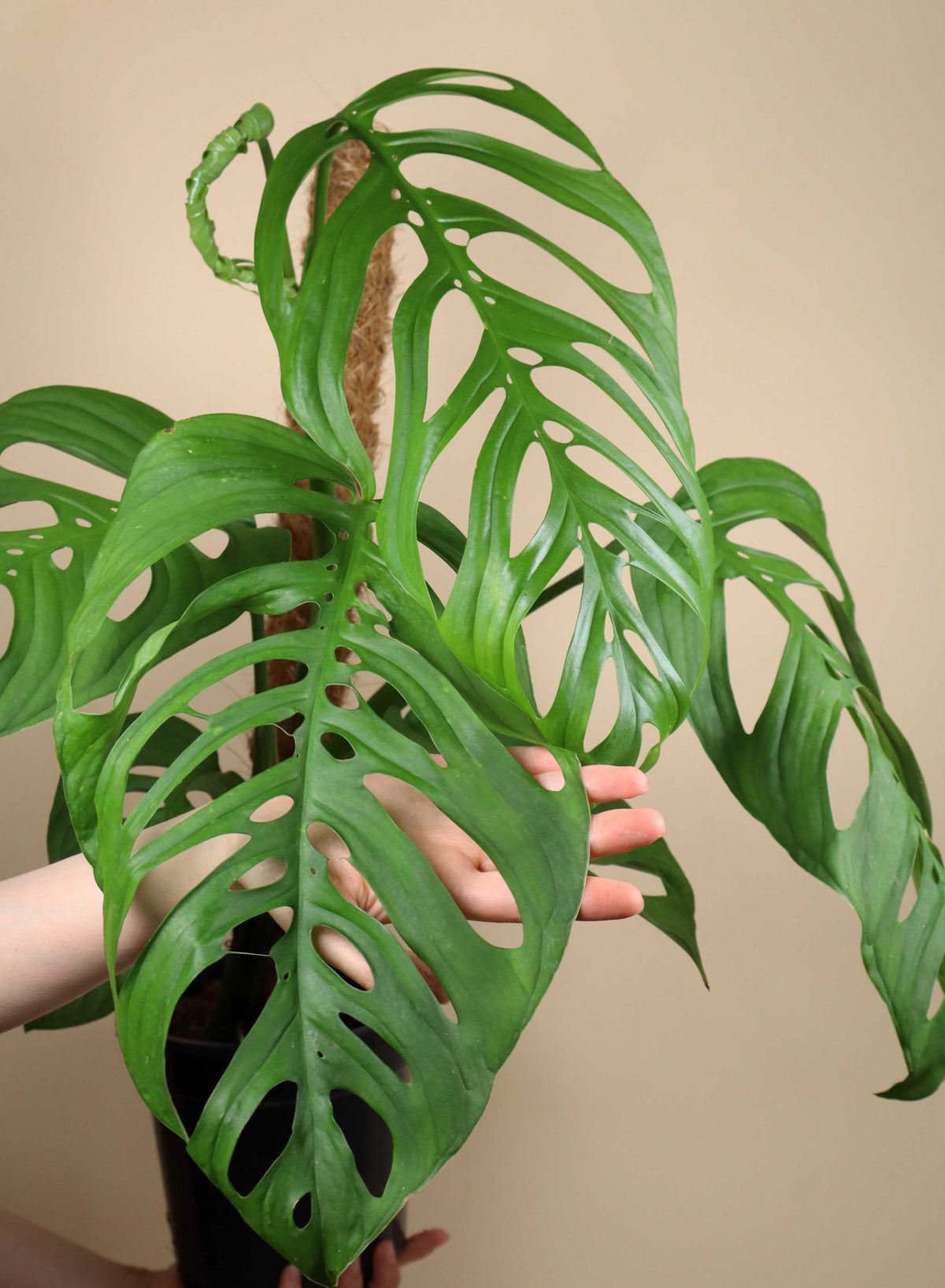 Monstera sp. 'Esqueleto' (epipremnoides)