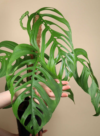 Monstera sp. 'Esqueleto' (epipremnoides)