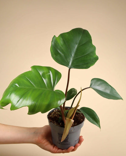 Philodendron mayoi