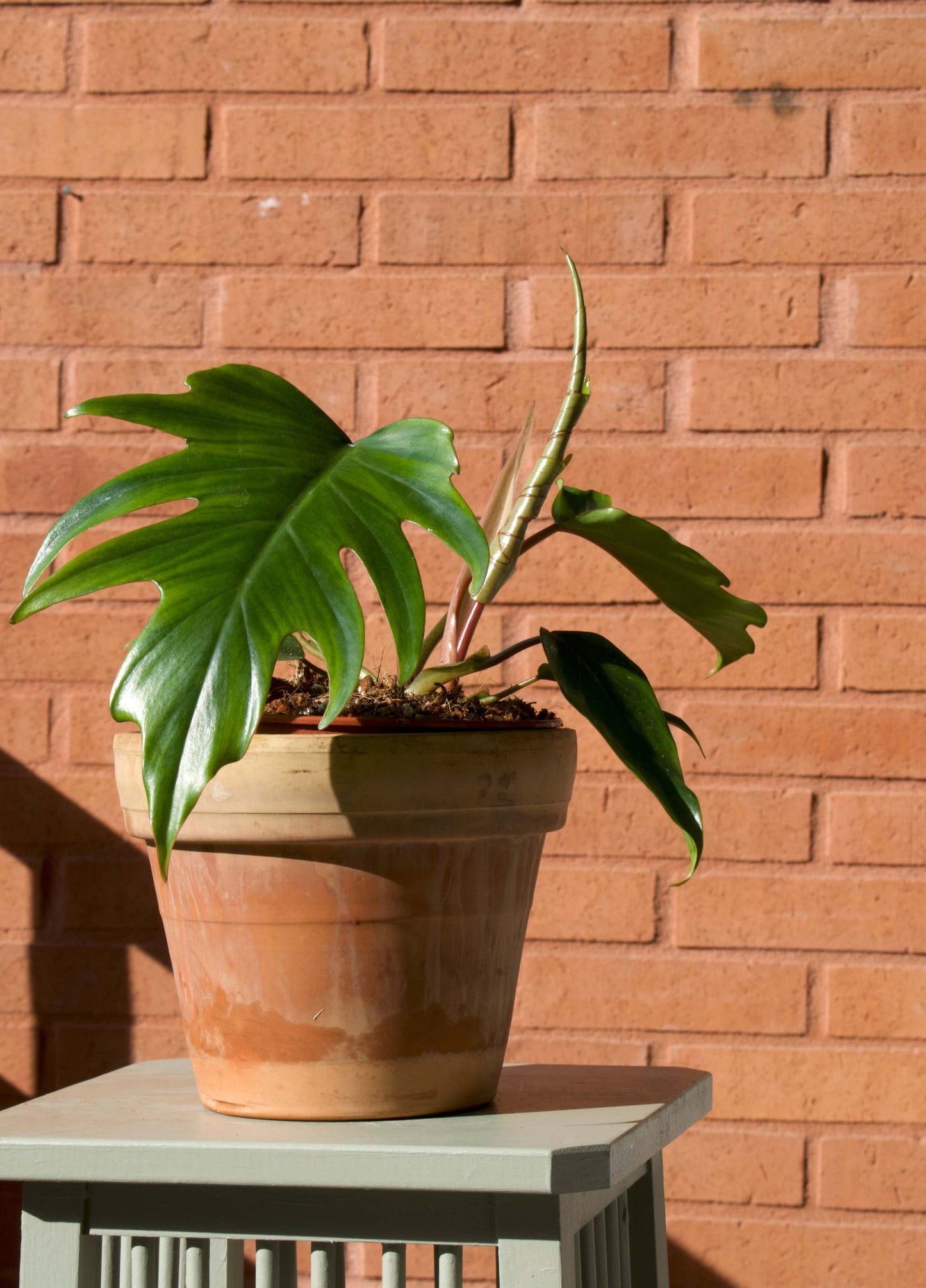 Philodendron Mayoi