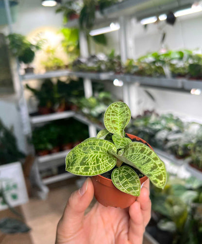 Macodes petola 'jewel orchid'