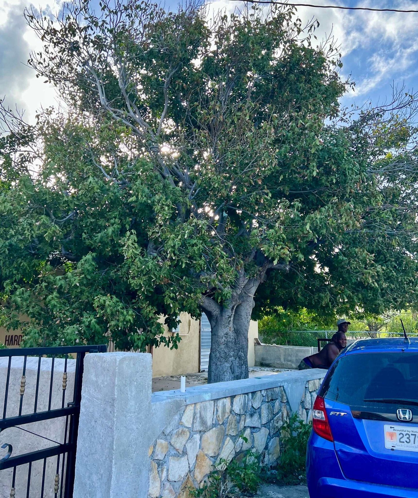 Mamoncillo (Melicoccus bijugatus)