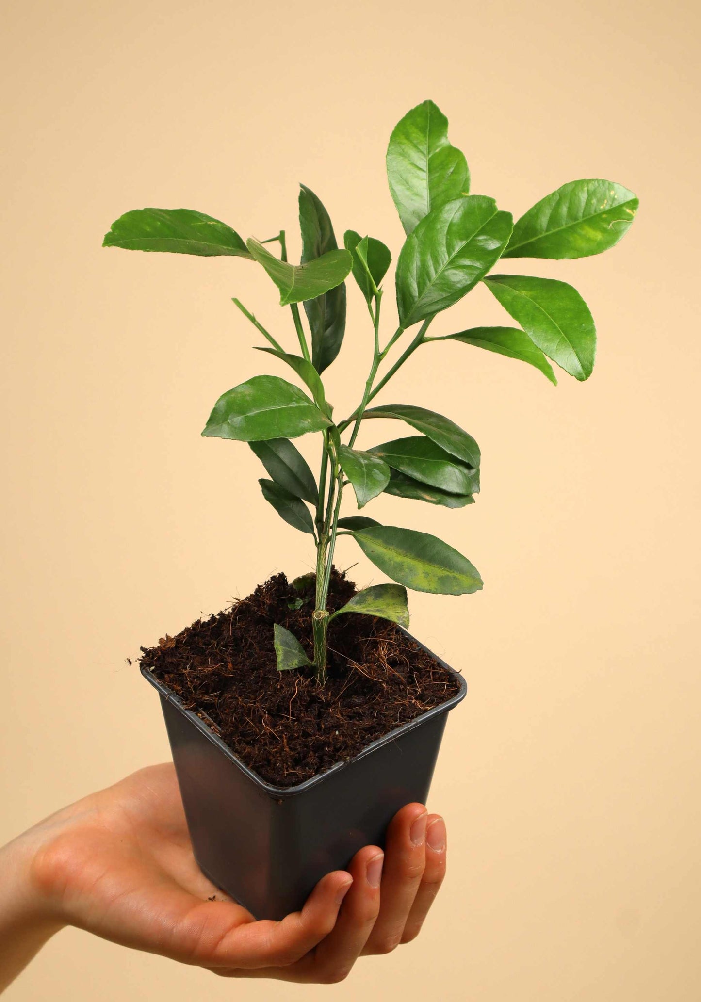 Meyercitron