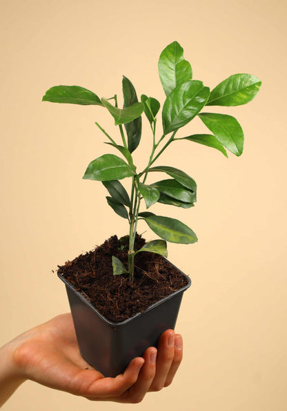 Meyercitron